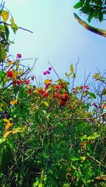 Low angle view of flowering plants against sky