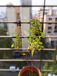 Close-up of ivy growing on plant