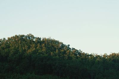 Nature scenery with trees and clear sky