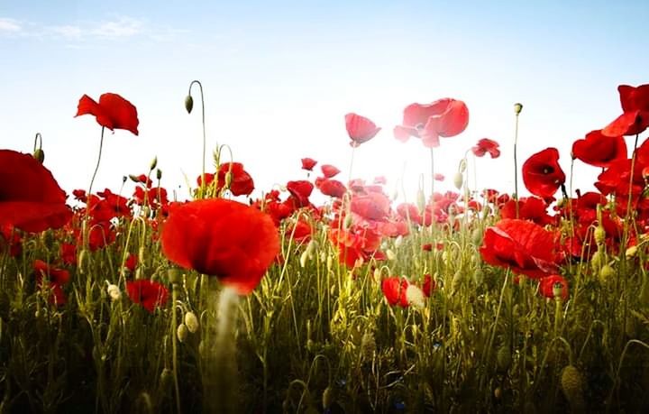 plant, flower, red, flowering plant, sky, beauty in nature, nature, poppy, freshness, field, petal, flower head, growth, land, scenics - nature, inflorescence, no people, environment, landscape, springtime, outdoors, flowerbed