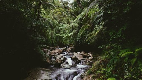 Scenic view of waterfall in forest