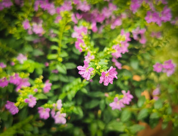 Close-up of pink flowering plants