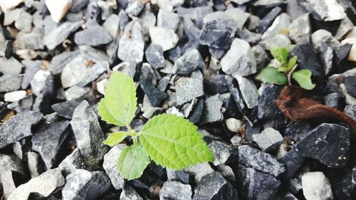 Close-up of leaves