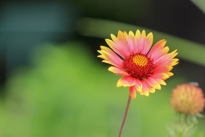 Close-up of flower against blurred background