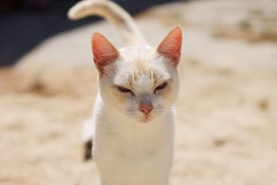 Close-up portrait of white cat outdoors