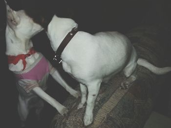 Dog sticking out tongue