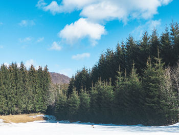 Scenic view of forest against sky