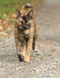 Portrait of cat on road