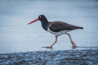 Side view of bird perching on beach