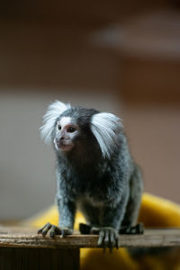 Close-up of monkey