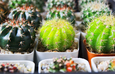 Full frame shot of potted plants