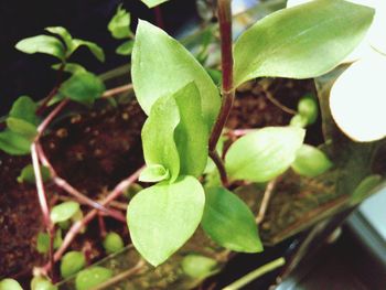 Close-up of plant