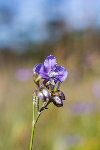 Close-up of purple flowering plant