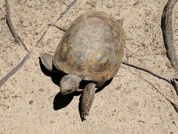 High angle view of tortoise in container