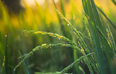 Close-up of crops growing on field