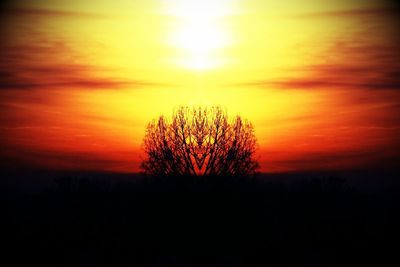 Silhouette of trees at sunset