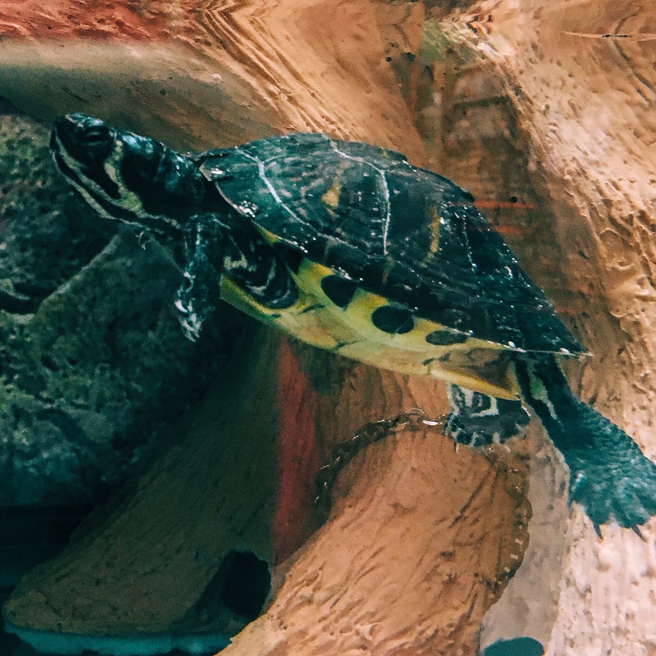 HIGH ANGLE VIEW OF AN ANIMAL
