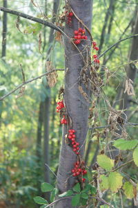 Close-up of red berries on tree in forest