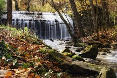 Scenic view of waterfall in forest