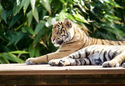 Cat resting in a zoo