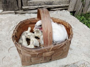 High angle view of bird in basket