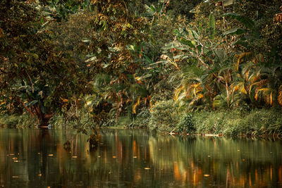Reflection of trees in lake water