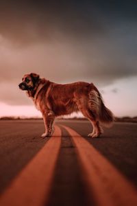 Dog standing against sky during sunset