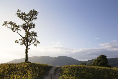 Lonely tall tree, on top of a hill covered by yellow soy beans
