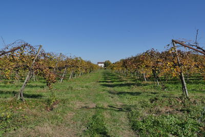 Scenic view of field against clear sky