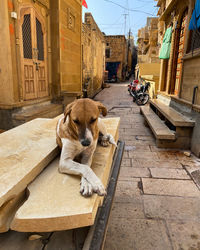 High angle view of dog on footpath