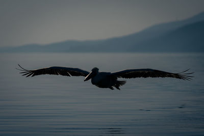 Close-up of bird flying over lake