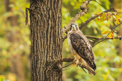 Red tailed hawk perched on a branch