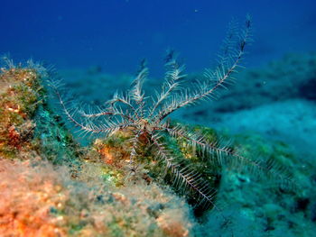 Close-up of fish swimming in sea