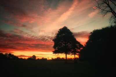 Silhouette trees on landscape at sunset