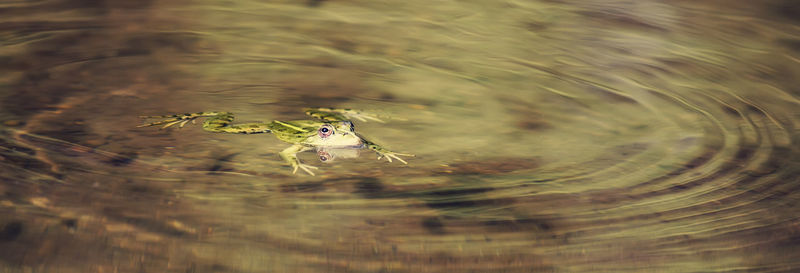 High angle view of frog swimming in water