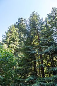 Low angle view of trees in forest against clear sky