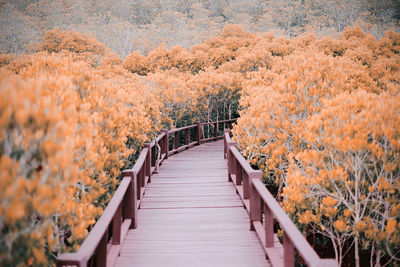 View of footbridge in forest