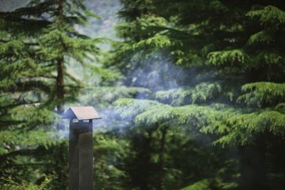 View of cross in forest