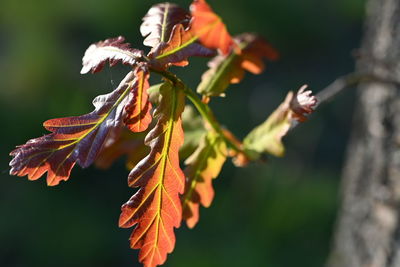 plant