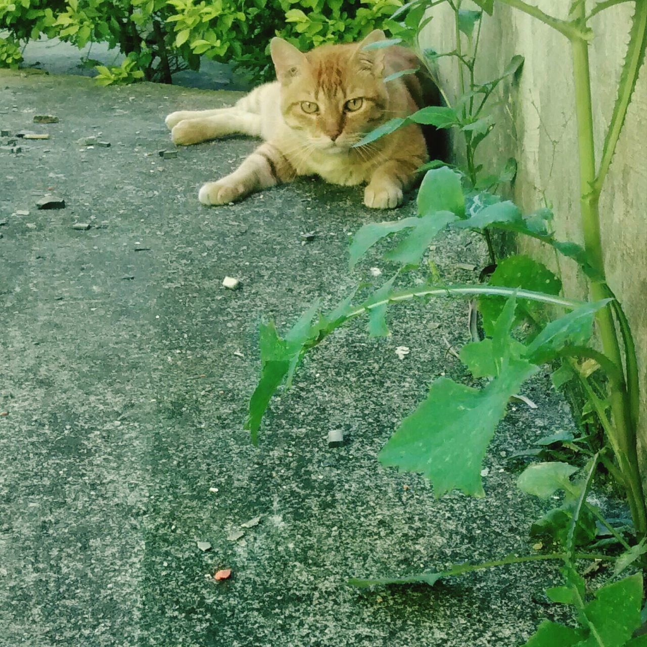 pets, domestic cat, one animal, animal themes, mammal, domestic animals, cat, feline, leaf, plant, whisker, high angle view, green color, relaxation, nature, growth, grass, day, outdoors, no people