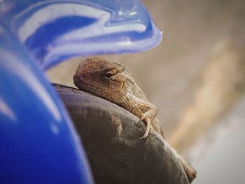 Close-up of a lizard