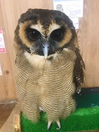 Close-up portrait of owl