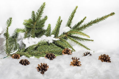 Close-up of pine tree during winter