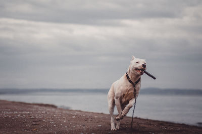 Dog on the beach