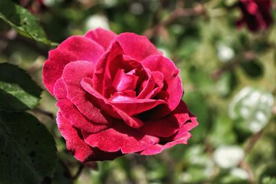 Close-up of red rose