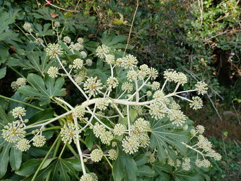 Close-up of plants