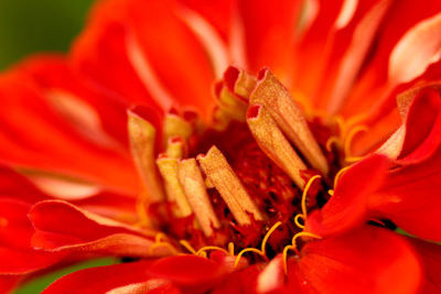 Close-up of red flower