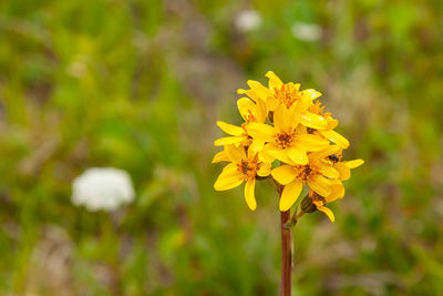 Close-up of yellow flowering plant on field