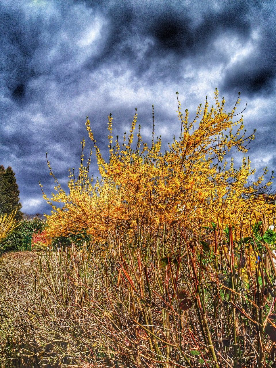 sky, cloud - sky, cloudy, growth, cloud, field, plant, nature, overcast, weather, tranquility, beauty in nature, tranquil scene, landscape, scenics, flower, storm cloud, rural scene, day, outdoors