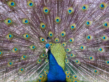 Close-up of peacock
